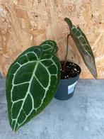 Anthurium Crystallinum, Huis en Inrichting, Kamerplanten, Ophalen of Verzenden, Overige soorten, Halfschaduw, Minder dan 100 cm