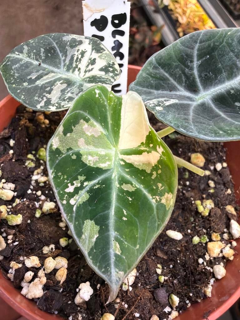 Alocasia Black Velvet Pink Mini - Pot 12cm, Huis en Inrichting, Kamerplanten, Overige soorten, In pot, Minder dan 100 cm, Groene kamerplant