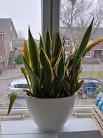Grote Sanseveria in ovale bloempot, Ophalen, Overige soorten, Halfschaduw, In pot