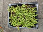 Wit vetkruid, Tuin en Terras, Planten | Tuinplanten, Ophalen
