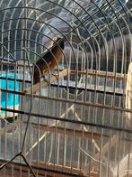 Twa twa jongman, Mannelijk