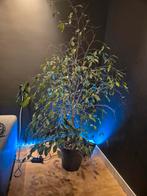 Ficus Benjamina 170 hoog, Tuin en Terras, Planten | Bomen, Ophalen