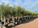 Olijfboom-Olijfbomen-Olea europaea met 30/40 cm stamomtrek, Tuin en Terras, Planten | Bomen, Ophalen of Verzenden, 100 tot 250 cm