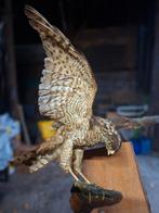 Opgezette Sperwer met Prooi, Ophalen of Verzenden