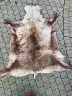 Groot echt rendier vel huid, Ophalen, Gebruikt