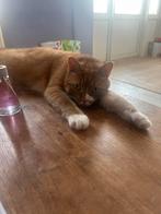 2 katten aangeboden, Dieren en Toebehoren, Katten en Kittens | Overige Katten, Poes