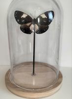 Stolp met vlinder, Ophalen of Verzenden, Nieuw, Insect, Opgezet dier