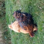 Orpington haan goudgezoomd, Dieren en Toebehoren, Mannelijk, Kip