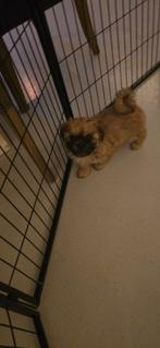 Mooie shih tzu x  boomer pups, Dieren en Toebehoren, Honden | Chihuahua's en Gezelschapshonden, Overige rassen, 8 tot 15 weken