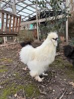 Gratis afhalen: haantjes, Mannelijk, Kip