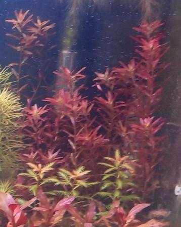 Rotala sp. 'Blood Red beschikbaar voor biedingen