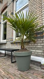 Palmboom incl pot, Ophalen, Volle zon, Palmboom, Minder dan 100 cm