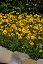 Coreopsis grandiflora meisjesogen, vaste plant, sierplant, Volle zon, Vaste plant, Zomer, Ophalen