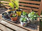 Diverse stekken tuinplanten, Ophalen, Zomer, Overige soorten, Volle zon