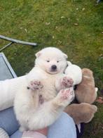 Akita Inu Pups, België, Particulier, Overige rassen, 8 tot 15 weken