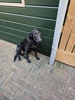 Zwarte labrador teefje, Dieren en Toebehoren, Honden | Retrievers, Spaniëls en Waterhonden, Rabiës (hondsdolheid), 15 weken tot 1 jaar