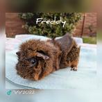 Prachtige agouti borstel beer - Freddy - adoptie, Dieren en Toebehoren, Knaagdieren, Mannelijk, Cavia, Voor 1 juli 2024, Tam
