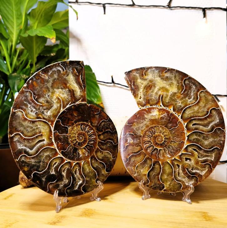 Ammoniet paar, Verzamelen, Mineralen en Fossielen, Mineraal, Ophalen of Verzenden