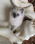 Neva Masquerade kitten gezocht