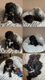 Maltipoo (F1B) pups van onze Ivy en Skye te koop, Dieren en Toebehoren, Honden | Chihuahua's en Gezelschapshonden, Rabiës (hondsdolheid)