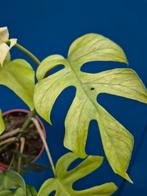 Rhaphidophora Tetrasperma Goldrush p12, Huis en Inrichting, Kamerplanten, Ophalen of Verzenden, Halfschaduw, Minder dan 100 cm