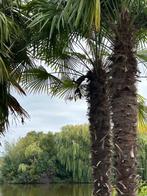 Chinese waaierpalmen, Tuin en Terras, Planten | Bomen, 250 tot 400 cm, Zomer, Palmboom, Ophalen