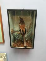 Opgezette Rosse boomekster in vitrine begin 20e eeuw., Ophalen of Verzenden, Zo goed als nieuw, Vogel, Opgezet dier
