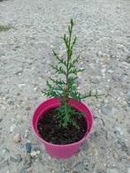 Cipres stricta, Ophalen of Verzenden, Vaste plant, Volle zon