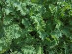 boerenkool en spruiten, Tuin en Terras, Groenteplanten, Eenjarig, Ophalen of Verzenden, Halfschaduw