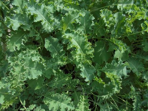 boerenkool en spruiten, Tuin en Terras, Planten | Tuinplanten, Eenjarig, Groenteplanten, Halfschaduw, Zomer, Ophalen of Verzenden