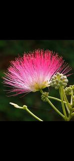 Albizia julibrissin (Perzische slaapboom), Tuin en Terras, Planten | Bomen, Ophalen, Volle zon, Overige soorten, Minder dan 100 cm