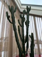 Grote Euphorbia cactus ( 2.90 meter ), Huis en Inrichting, Kamerplanten, Ophalen, 200 cm of meer, In pot, Cactus