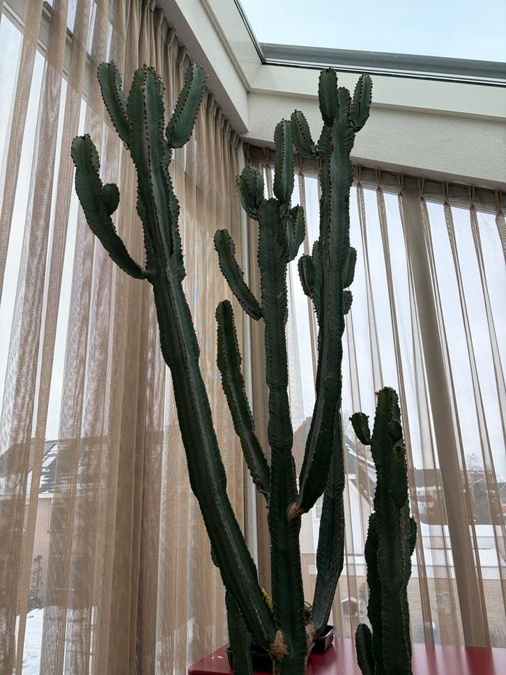 Grote Euphorbia cactus ( 2.90 meter ) bieden., Huis en Inrichting, Kamerplanten, Cactus, 200 cm of meer, Groene kamerplant, Volle zon