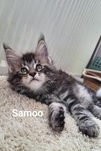 prachtige Main Coon Kittens met Stamboom, Dieren en Toebehoren, Katten en Kittens | Raskatten | Langhaar, Meerdere dieren, Gechipt