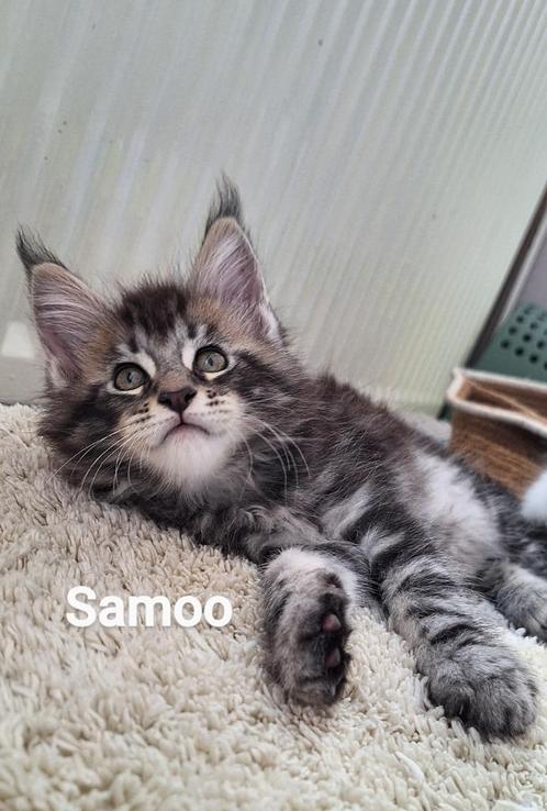 prachtige Main Coon Kittens met Stamboom, Dieren en Toebehoren, Katten en Kittens | Raskatten | Langhaar, Meerdere dieren, 0 tot 2 jaar