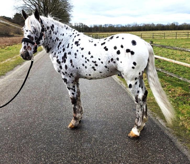 Top Appaloosa te koop, Dieren en Toebehoren, Paarden, Merrie, Niet van toepassing, 7 tot 10 jaar, Recreatiepaard