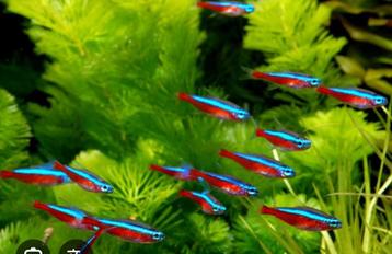 Gezocht :  Neonvissen en garnalen gezocht (Oss en omgeving) beschikbaar voor biedingen