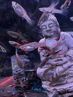 Endler guppy’s man en vrouw, Dieren en Toebehoren, Vis