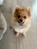 Keeshondje (reu) Toontje, Dieren en Toebehoren, 15 weken tot 1 jaar, CDV (hondenziekte), Eén hond, Nederland