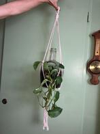 Hangplant planten terrarium, Huis en Inrichting, Kamerplanten, Overige soorten, Minder dan 100 cm, Halfschaduw, In pot