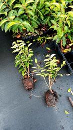 Portugese Laurier (Prunus Lusitanica 'Angustifolia')🌿, Tuin en Terras, Planten | Struiken en Hagen, Ophalen, Laurier, 100 tot 250 cm