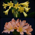 Clivia plantje kruising Dancing Green x Pink Peach Bonny, Volledige schaduw, Overige soorten, Ophalen of Verzenden, Minder dan 100 cm