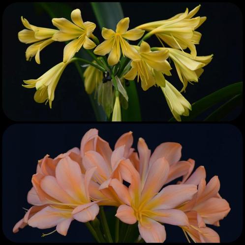 Clivia plantje kruising Dancing Green x Pink Peach Bonny, Huis en Inrichting, Kamerplanten, Overige soorten, Minder dan 100 cm