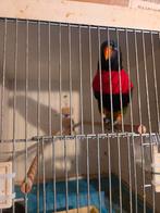 Lori van de blauwe bergen, Dieren en Toebehoren, Geslacht onbekend, Dwergpapegaai of Agapornis