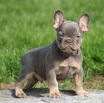 Franse Bulldog pups beschikbaar voor biedingen