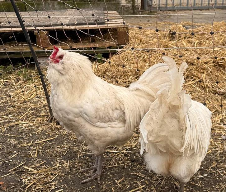 Uilebaard haan 2x, Dieren en Toebehoren, Pluimvee, Kip, Mannelijk