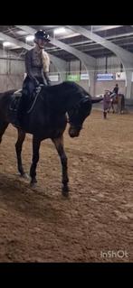 Bijrijder aangeboden, Dieren en Toebehoren, Ophalen, Nieuw