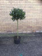 Ilex - Hulst - bol op stam, Ophalen