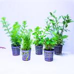 Mooie aquariumplanten set van 5 - 003 - Verzendbaar, Dieren en Toebehoren, Vissen | Aquaria en Toebehoren, Ophalen, Plant(en), Steen of Hout