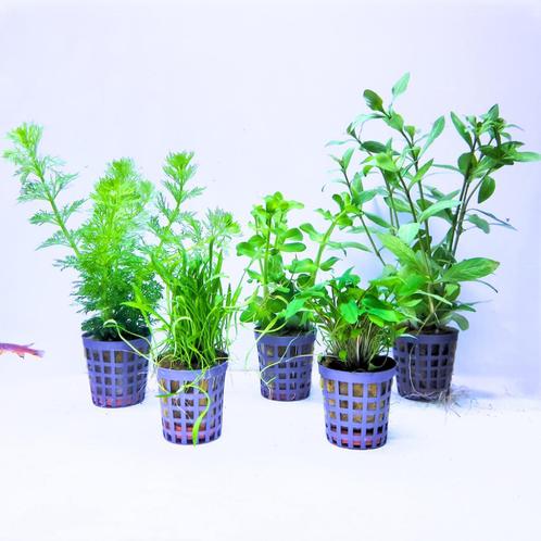 Mooie aquariumplanten set van 5 - 003 - Verzendbaar, Dieren en Toebehoren, Vissen | Aquaria en Toebehoren, Nieuw, Plant(en), Steen of Hout